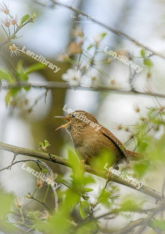 Eurasian Wren
